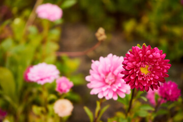 Aster, Aster L., Aster chiński, aster zwyczajny, gwiazdosz chiński, Callistephus chinensis (L.) Nees, kwiat, ogród © Marcin Łazarczyk