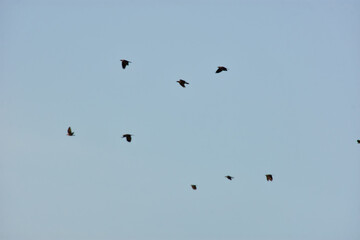 Birds Flying Silhouetted Against Blue Sky with Clouds