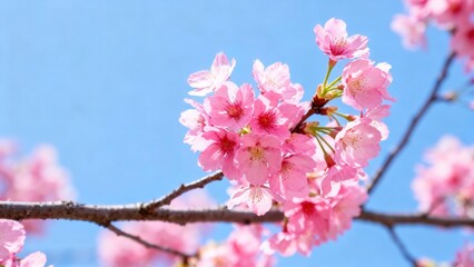 Obraz premium Delicate pink cherry blossoms bloom against a vibrant clear blue sky.