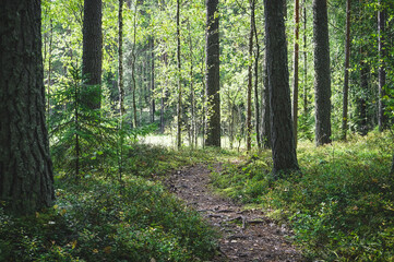 Obraz premium footpath in the woods
