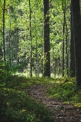 footpath in the woods
