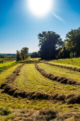 Obraz premium Frisch gemähte Streuobstwiese