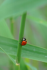 
Seven-spotted ladybug beetle with red elytra and black dots crawls on a blade of grass macro close-up green background nature insect