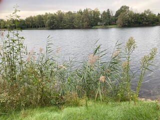 lake in the forest