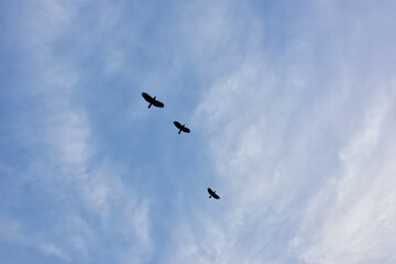 Birds Flying Silhouetted Against Blue Sky with Clouds