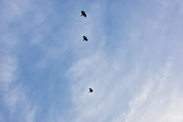 Birds Flying Silhouetted Against Blue Sky with Clouds
