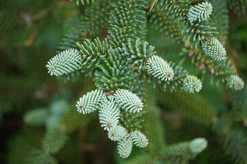 Spanish fir branch needles tree pine flora nature