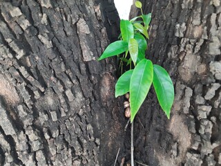 Several Polyalthia longifolia seeds germinating in the crevice between tree tow trunks. Green shoots are rising from the young seedlings. Its other names false ashoka, Monoon longifolium.