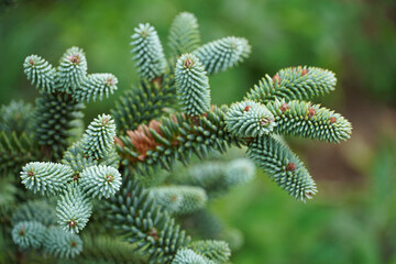 Spanish fir branch needles tree pine flora nature © Владимир Берлизов