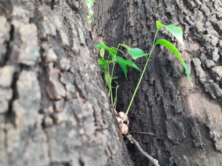 Several Polyalthia longifolia seeds germinating in the crevice between tree tow trunks. Green...