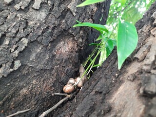 Several Polyalthia longifolia seeds germinating in the crevice between tree tow trunks. Green shoots are rising from the young seedlings. Its other names false ashoka, Monoon longifolium.
