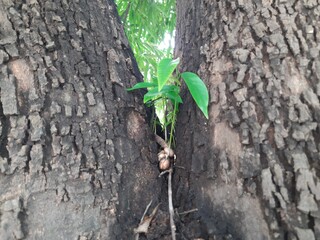 Several Polyalthia longifolia seeds germinating in the crevice between tree tow trunks. Green...
