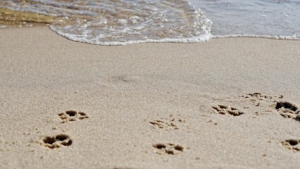 dogs tracks in the sand