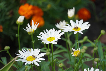 Fototapeta premium Daisies white flowers flowerbed insects bee flora nature
