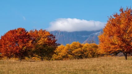 Fototapeta premium Autumn trees under a blue sky with a white cloud and mountains