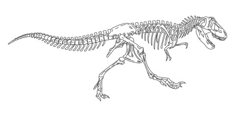 Vector of skeleton of a Tyrannosaurus,out line hand drawing tyrannosaurus rex dinosaur skeleton,  Simple flat vector illustration © cmmedia99