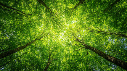 Obraz premium Aerial View of Lush Tropical Forest Canopy with Dense Green Treetops