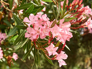 Blooming pink oleanders in a summer garden in the Mediterranean