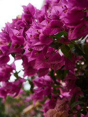 Blooming purple oleanders in a Mediterranean park