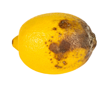 Rotten moldy lemon fruit with brown rot spots, wrinkled peel and decay texture showing spoilage and food waste concept on isolated background
