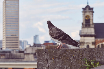 Birds Over Brussels: Aerial View with Pigeon in the Foreground. Belgium background