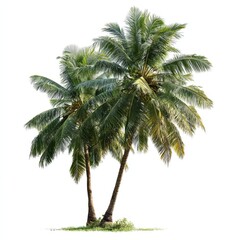 Obraz premium Tropical Palm Trees: Two majestic palm trees stand tall, their vibrant green fronds rustling gently in the warm breeze, offering a glimpse of a tropical paradise.