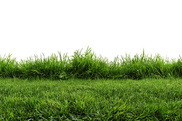Lush green grass texture with bright, vibrant blades perfect for creating natural backgrounds and landscape designs