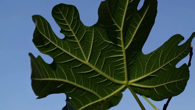 Close-up video of a vibrant green leaf against a clear blue sky, captured from a low angle, highlighting its intricate veins and texture.