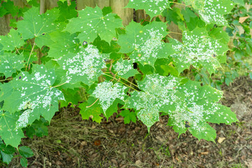 Powdery Mildew on Green Leaves