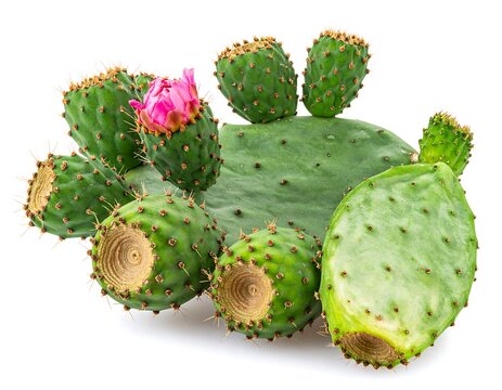 Prickly pear cactus close-up