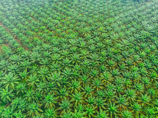 Aerial view palm tree for industrial plant, manufacturing products background. Farm power plant. Environmental friendly sustainable development. Green energy. Countryside forest nature landscape 