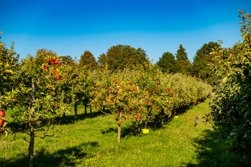 Fototapeta premium Reife Äpfel am Apfelbaum