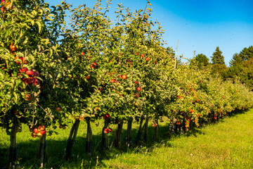Reife &Auml;pfel am Apfelbaum