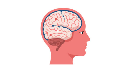 Obraz premium Detailed human brain cutaway in profile with neuron pathways highlighted