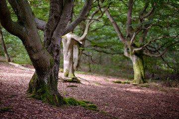 Old beech trees in a German forest called Halloh. Taken near Bad Wildungen, Hessen.