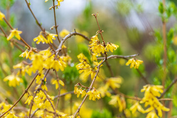 Forsythia with rain drops. Blooming forsythia bush. Yellow flower on a branch of forsythia.