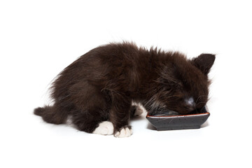 Small black kitten eats food from a bowl