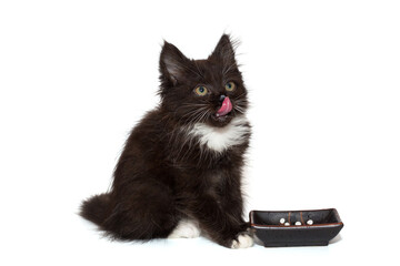 Small black kitten licks its lips