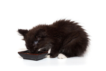 Small black kitten eats from a bowl.