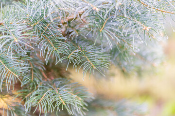 Background of green spruce branches with water drops after rain