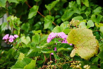 Floks, płomyk, Phlox © Marcin Łazarczyk