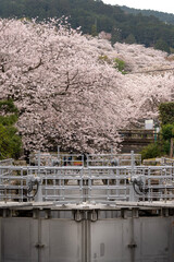 山科疏水の桜。京都・山科疏水に咲く桜の木。春の日本らしい美しい景観を切り取った写真。