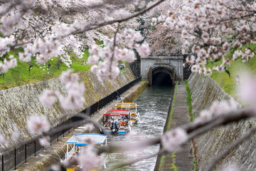 山科疏水の桜と船の風景。京都・山科疏水で咲き誇る桜と、水面を行き交う船の風景。春の日本らしい美しい景観を表現している。