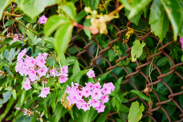 Floks, płomyk, Phlox © Marcin Łazarczyk