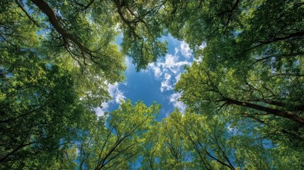 Obraz premium Peaceful nature scene: Sunlight filtering through fresh green foliage, with a view of the blue sky above.