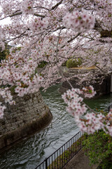 山科疏水の美しい桜と水の風景。京都・山科疏水で咲き誇る美しい桜と水面の風景。春の日本らしい情緒あふれる景観を表現している。