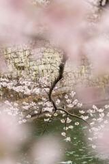 山科疏水の桜。京都・山科疏水に咲く桜の木。春の日本らしい美しい景観を切り取った写真。