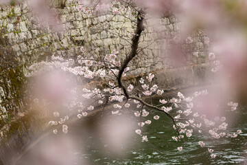 山科疏水の美しい桜と水の風景。京都・山科疏水で咲き誇る美しい桜と水面の風景。春の日本らしい情緒あふれる景観を表現している。