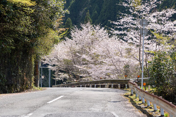 京都・大原へ向かう道沿いに咲く桜の木の風景。京都・大原へ向かう道沿いで、豪快に咲き誇る桜の木を撮影した風景写真。春の日本らしい美しい景観を切り取っている。