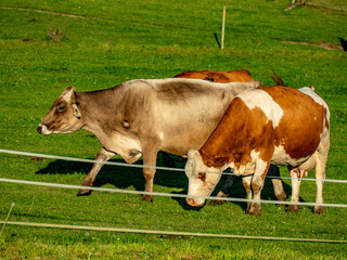 Kühe grasen auf der Weide